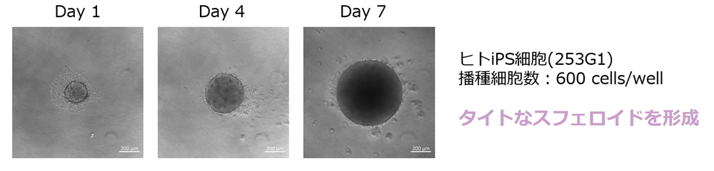 ヒトiPS細胞(253G1)播種細胞数：600 cells/wellタイトなスフェロイドを形成