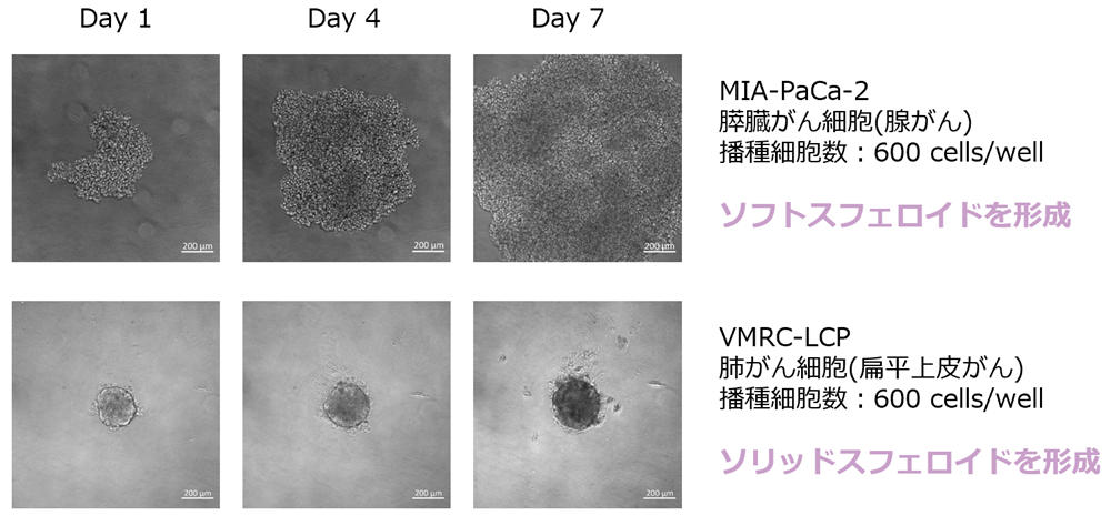 がん細胞株のスフェロイド培養例 MIA-PaCa-2 膵臓がん細胞(腺がん) 播種細胞数：600 cells/well
ソフトスフェロイドを形成 VMRC-LCP 肺がん細胞(扁平上皮がん)播種細胞数：600 cells/well ソリッドスフェロイドを形成